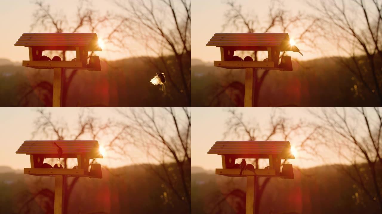 镜头光晕:在日落时，一只鸟在一个喂鸟器中寻找庇护的电影镜头。