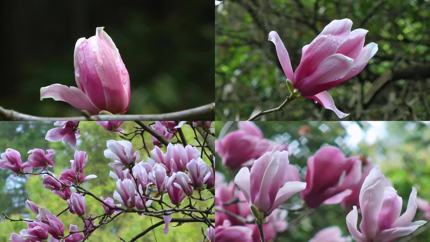 玉兰花  花 春天 盛开 素材 空境水珠