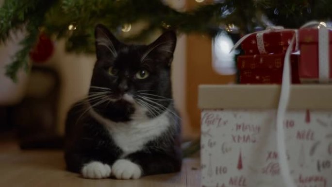 圣诞节期间坐在客厅的猫