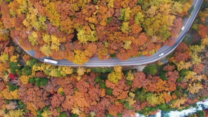 色彩缤纷的秋天森林中汽车行驶的空中俯视图