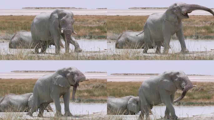 大象女士在非洲纳米比亚阳光明媚的沙漠中摇摇欲坠