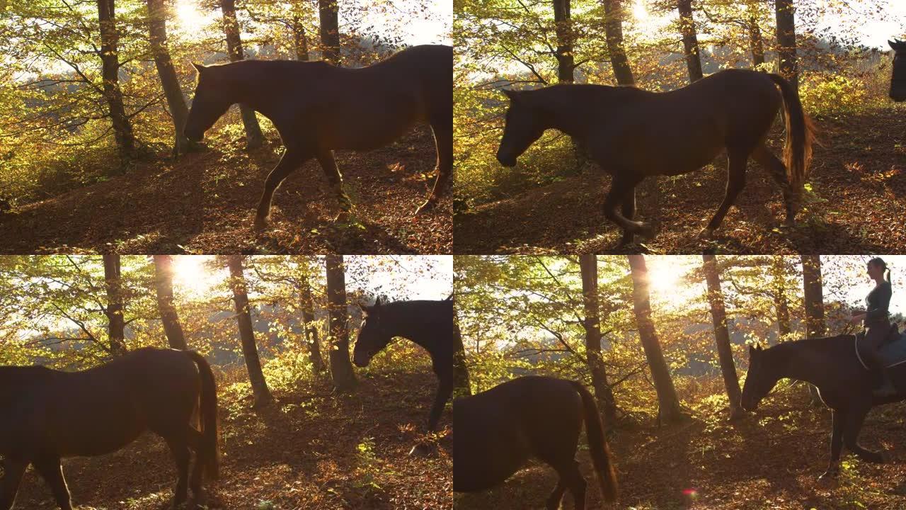 镜头耀斑: 年轻女子在日落时带领她的马穿过秋天的森林。