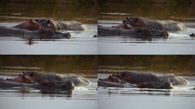河马，河马amphibius，在河中的团体站立，肯尼亚的马赛马拉公园，