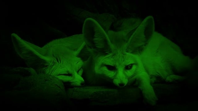 书房的夜景洞穴狐狸夫妇
