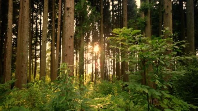 日落时的松树林日落时的松树林