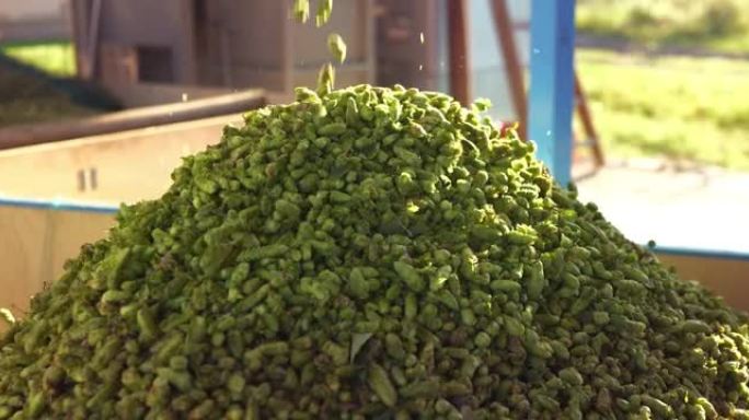 生物生啤酒花直接从工业容器中的植物中收获，该容器用于生态精酿啤酒厂的高品质啤酒生产。