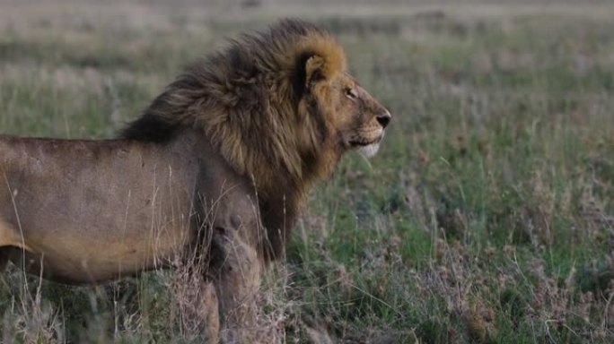 站在非洲大草原上的特写雄狮