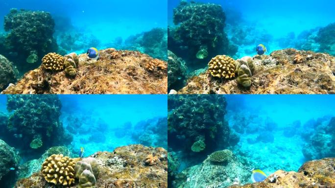 泰国西米兰群岛安达曼海下的珊瑚礁