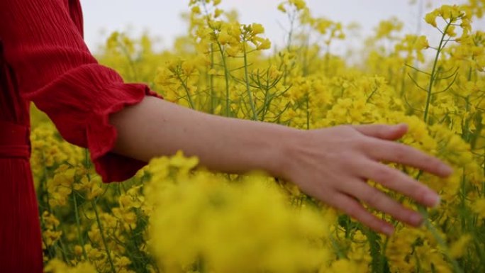 跟踪，穿着红色连衣裙的黑发特写镜头，穿过郁郁葱葱的黄色金鱼草花田，移动她的手穿过花丛