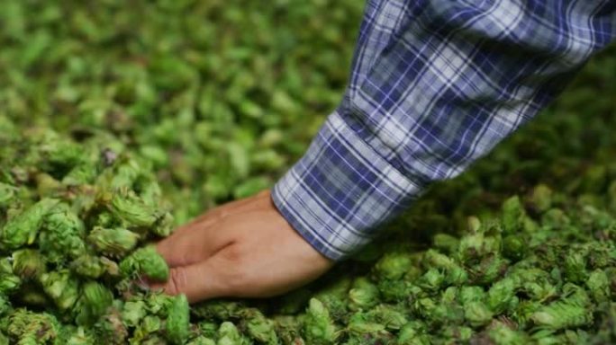 一位年轻成功的农民的特写镜头正在用手控制，此刻收获了用于生态精酿啤酒厂高品质啤酒生产的生物生啤酒花。