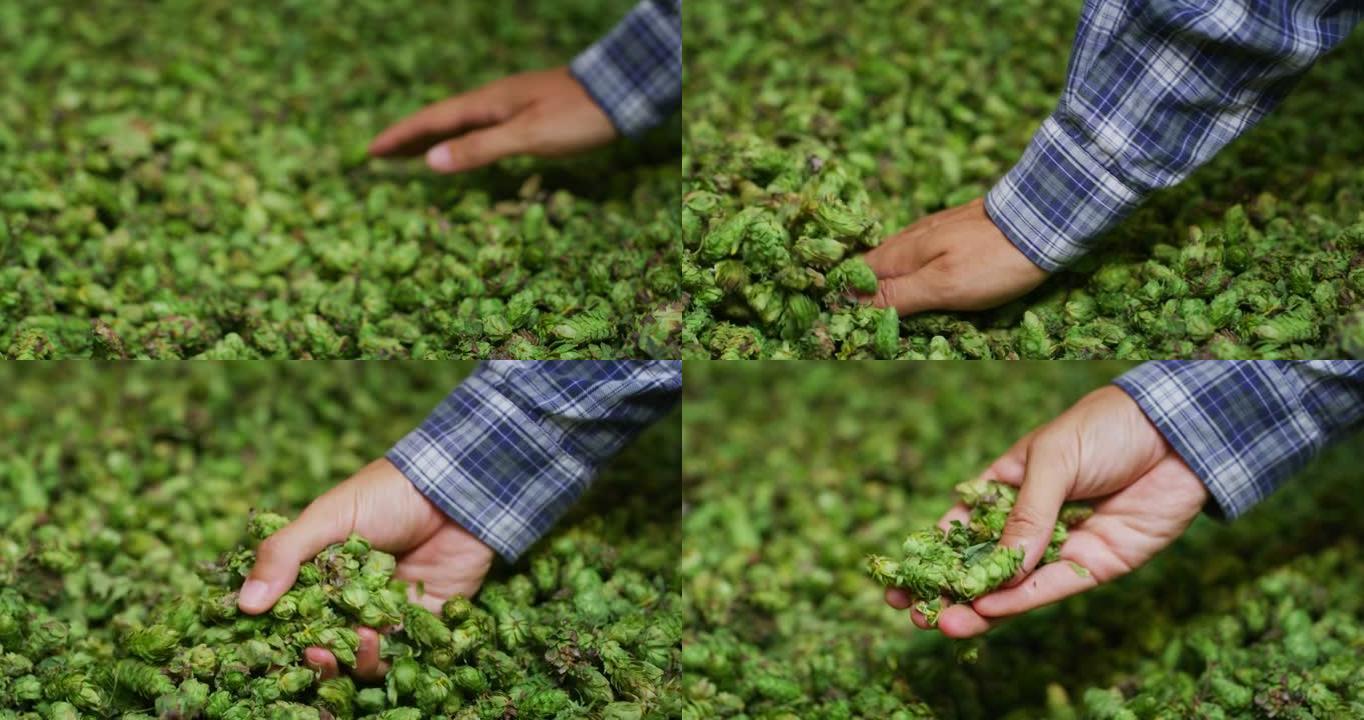 一位年轻成功的农民的特写镜头正在用手控制，此刻收获了用于生态精酿啤酒厂高品质啤酒生产的生物生啤酒花。
