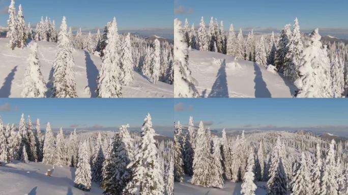 空中: 散布在Velika Planina上的云杉树被新鲜的积雪覆盖。