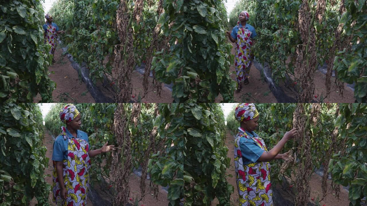 特写的黑人非洲女农民穿着传统服装，检查了被入侵的番茄叶矿工蛾摧毁的番茄作物