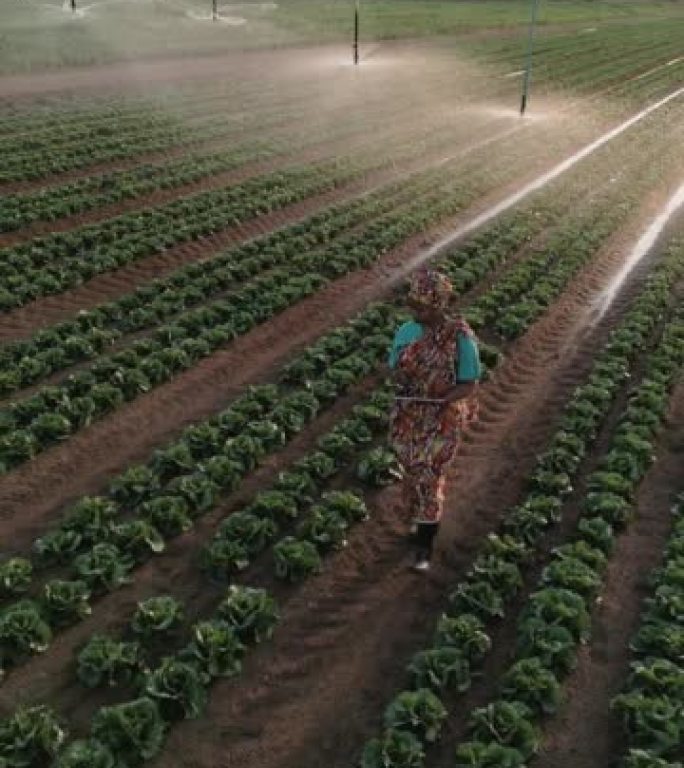 垂直视频。使用数字平板电脑监控蔬菜作物，Close-up.Black非洲女性农民穿着传统服装。背景灌