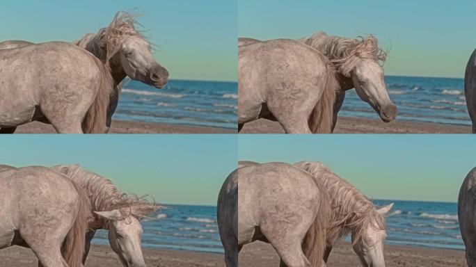 阳光明媚的海洋海滩上的Dapple灰色马摇动鬃毛