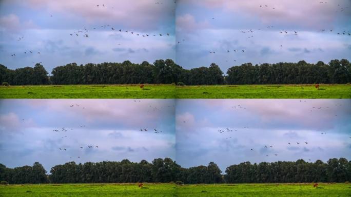 在德国勃兰登堡州的乡村景观上飞行的迁徙鸟类