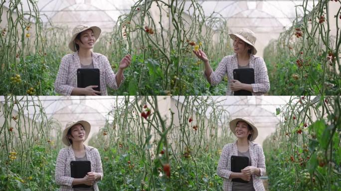 年轻的亚洲女农场主检查温室中的西红柿产量