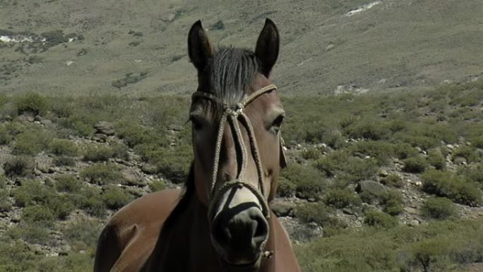 在阿根廷巴塔哥尼亚内乌肯省的田野里，用绳子绑着马。