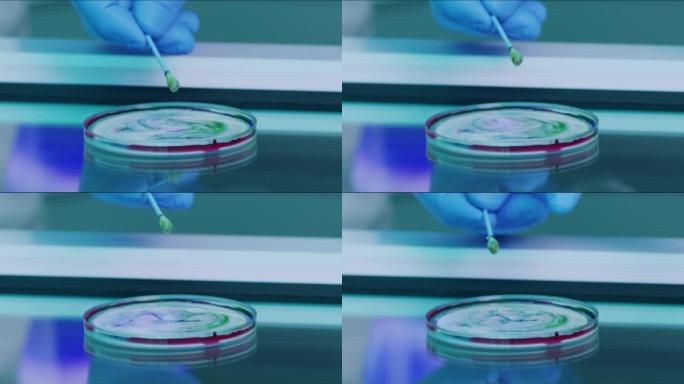 科学家在液体溶液中使用带棉签的培养皿的特写镜头。医学生物学家使用玻璃板在研究实验室进行病毒测试。研究