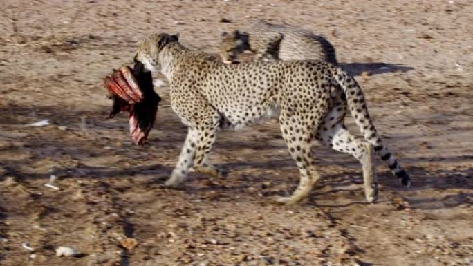 非洲纳米比亚，奔跑着的MS猎豹残骸
