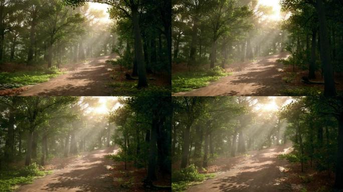 在美丽的森林中的一条小路，阳光穿透了树冠，我们以第一人称的方式沿着它走