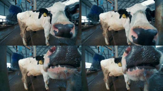 试图嗅探相机的一头奶牛的特写镜头