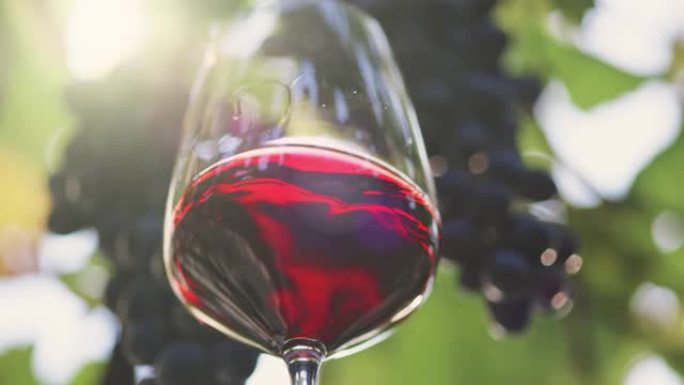 品尝红酒。一杯红酒在葡萄园背景下轻微摇晃。意大利的酿酒概念。慢动作镜头，4K