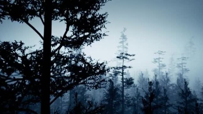雾蒙蒙的森林全景。雾蒙蒙的童话故事幽灵般的树林。恐怖森林中寒冷多雾的早晨