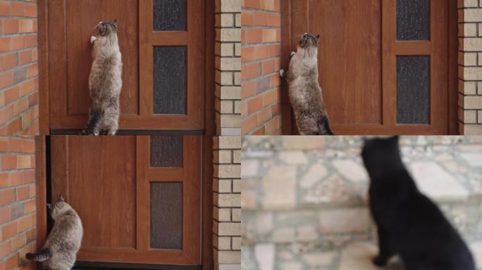 LS Cat跳上门把手打开入口门