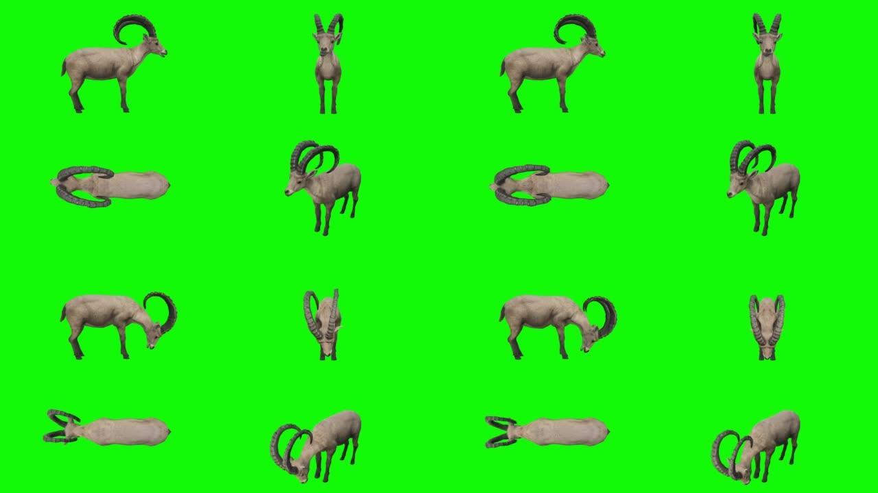 在绿屏上吃ibex。动物的概念，野生动物，游戏，返校，3d动画，短视频，电影，卡通，有机，色键，人物