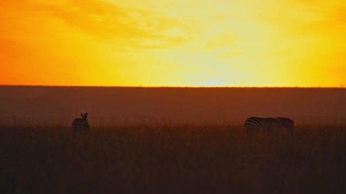 日出时在自然保护区草地上放牧的斑马