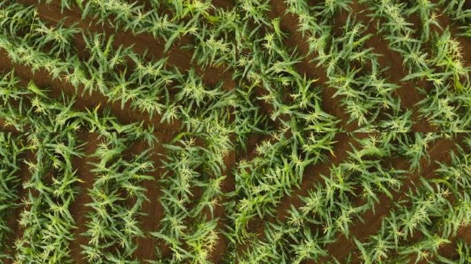 美丽绿色健康玉米田的空中特写螺旋视图，农业产业