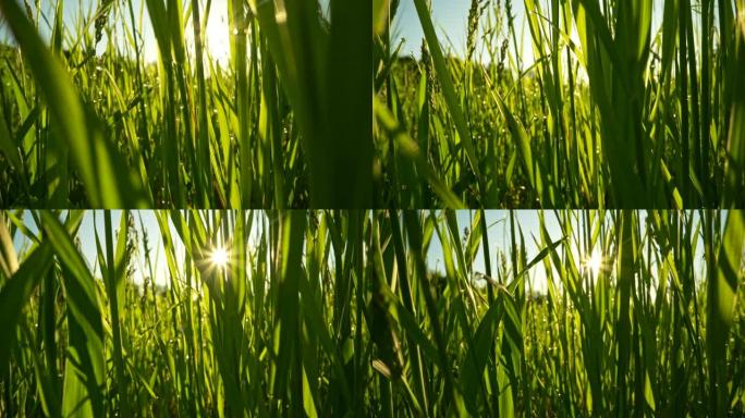 在高大的绿色草丛中行走。夕阳穿过草叶。宏观抽象地面拍摄，UHD