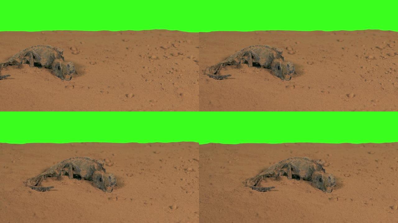 热沙漠绿屏中的死蜥蜴