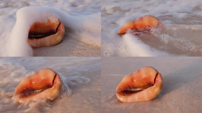 在美丽的热带岛屿海滩上抚摸海螺贝壳的特写海浪