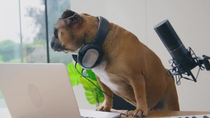 宠物法国斗牛犬录音播客戴着耳机坐在麦克风后面的有趣镜头