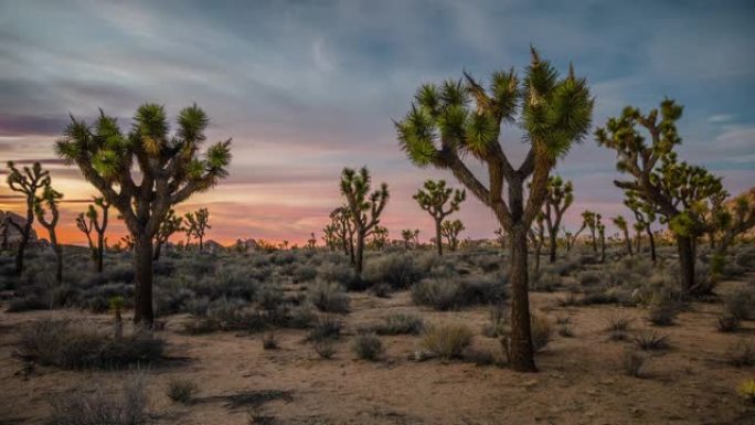 加利福尼亚的沙漠景观与约书亚树