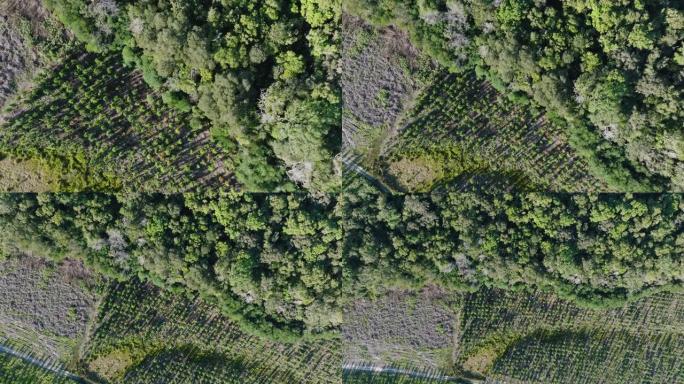 空中缩小了美丽的亚热带温带雨林的森林砍伐的圆形视图。气候变化