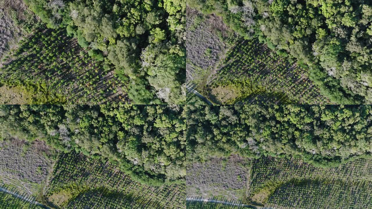 空中缩小了美丽的亚热带温带雨林的森林砍伐的圆形视图。气候变化