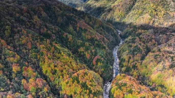 光雾山秋色缤纷航拍秋季森林群山