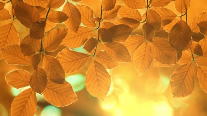 秋天的黄色橙叶背景。秋叶在夕阳的照耀下在风中飘动。秋季植物背景。UHD, 4K