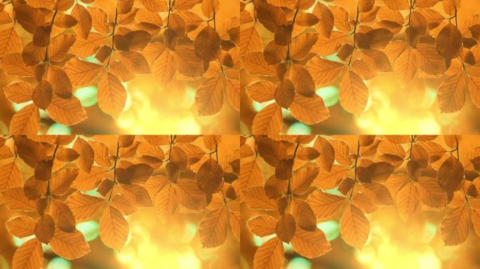 秋天的黄色橙叶背景。秋叶在夕阳的照耀下在风中飘动。秋季植物背景。UHD, 4K