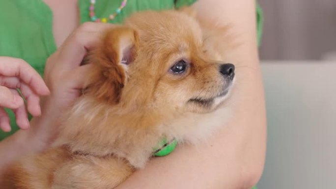 博美犬家居生活特写实拍