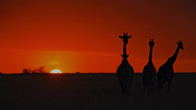 日出时在自然保护区的长颈鹿剪影