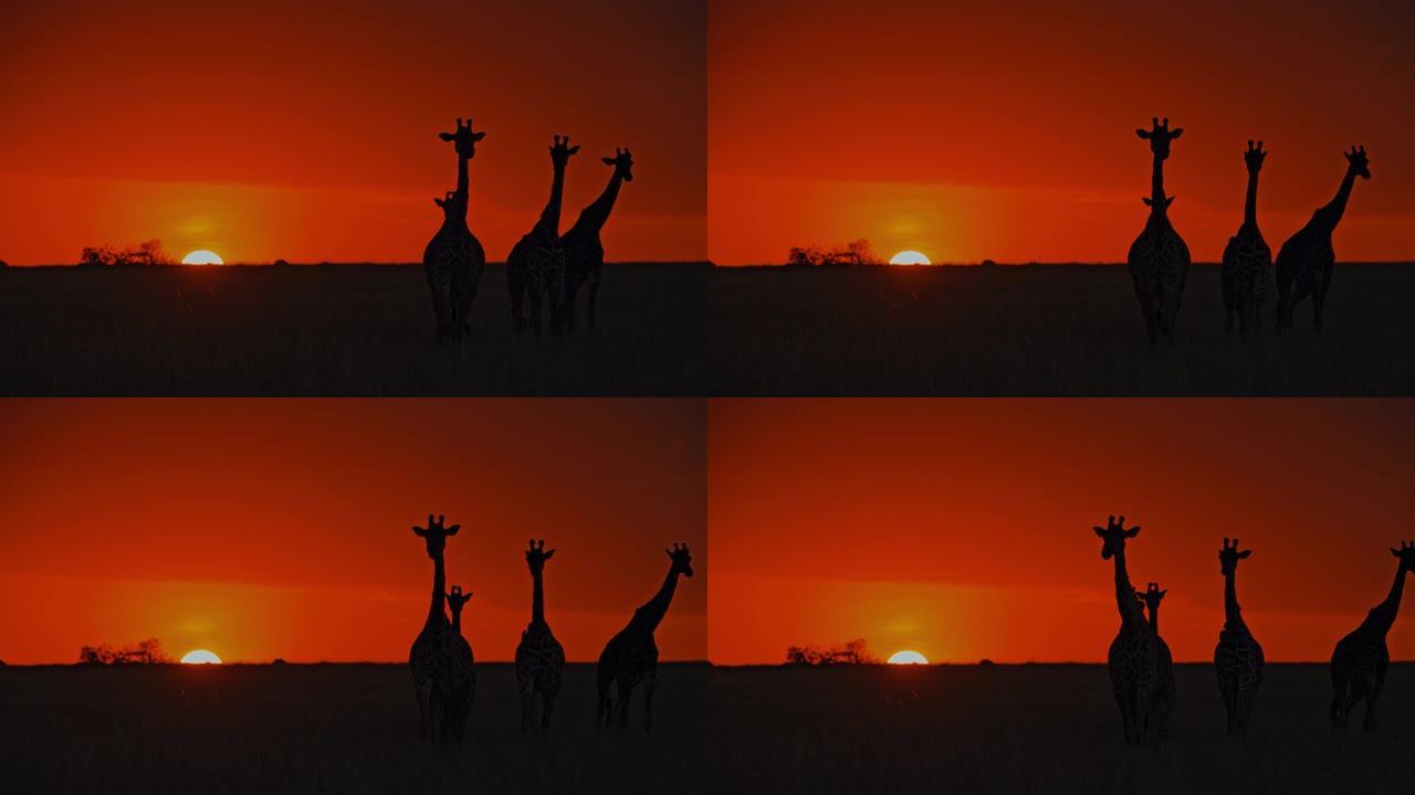 日出时在自然保护区的长颈鹿剪影
