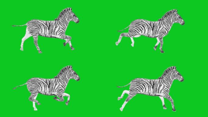动画木炭铅笔绘制斑马在绿色屏幕上运行可循环动物，野生动物，游戏，返校，木炭，绘画，短视频，电影，卡通