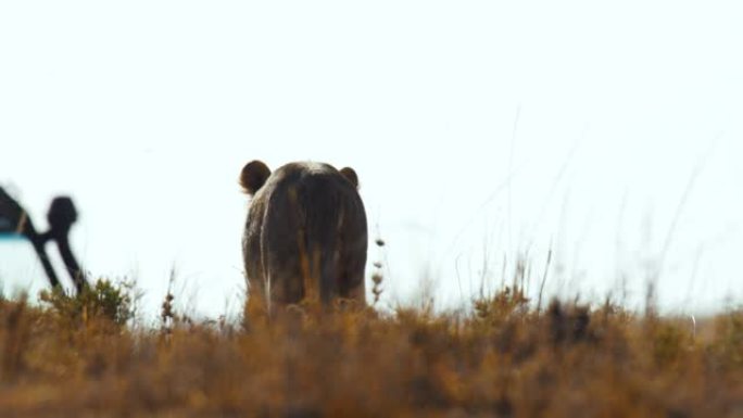 慢动作狮子在野生动物保护区野生动物园附近的草地上行走