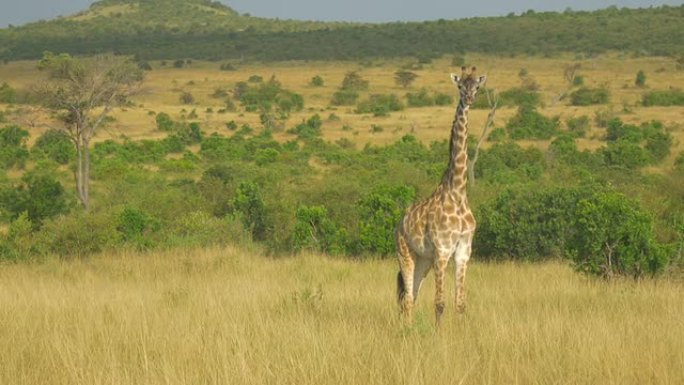 空中: 在非洲的野生长颈鹿周围飞行