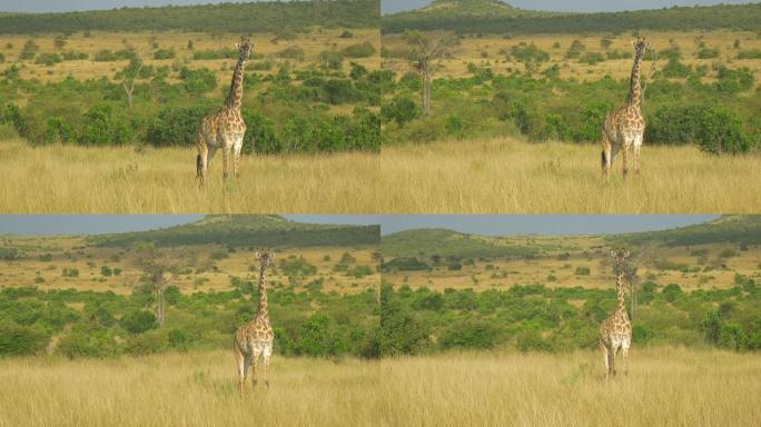 空中: 在非洲的野生长颈鹿周围飞行