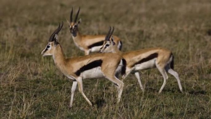 在非洲大草原上行走的两名跳羚雄性的慢动作特写视图